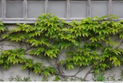 Photo Textures of Ivy